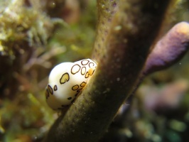 071 Flamingo Tongue IMG 5872